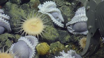 Media type: image;   Invertebrate Zoology 153104 Description: live specimen;